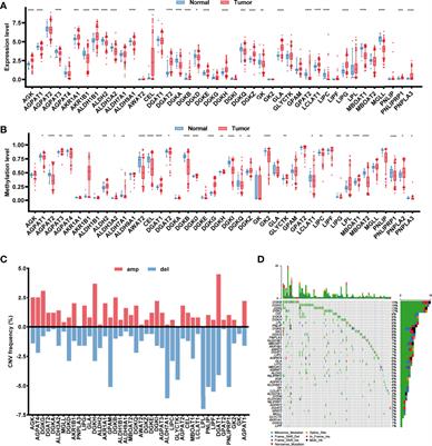 Multi-Omics Characterization of a Glycerolipid Metabolism-Related Gene Enrichment Score in Colon Cancer